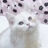 ミヌエット(長足)