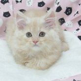 ミヌエット(長足)
