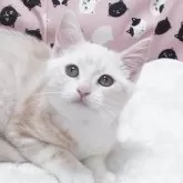 スコティッシュフォールド(立ち耳)