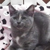 マンチカン(長足)