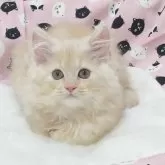 ミヌエット(長足)