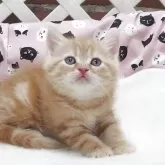 マンチカン(長足)