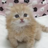 エキゾチックショートヘア