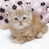 マンチカン(長足)
