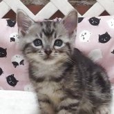 スコティッシュフォールド(立ち耳)