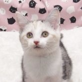 スコティッシュフォールド(立ち耳)