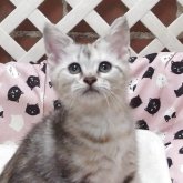 マンチカン(長足)