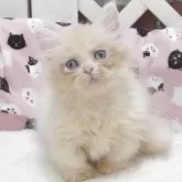 ミヌエット(短足)