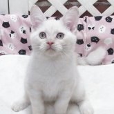 マンチカン(長足)