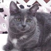 マンチカン(長足)