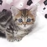 ミヌエット(短足)