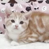 スコティッシュフォールド(立ち耳)