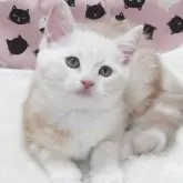 スコティッシュフォールド(立ち耳)