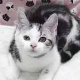 スコティッシュフォールド(立ち耳)