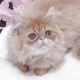 エキゾチックショートヘア