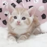 スコティッシュフォールド(立ち耳)