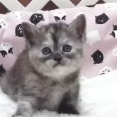 マンチカン(長足)