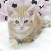 マンチカン(長足)