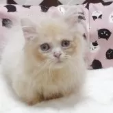 ミヌエット(短足)