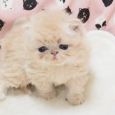 エキゾチックショートヘア