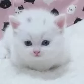 マンチカン(短足)
