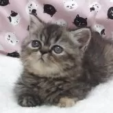 エキゾチックショートヘア