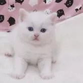ミヌエット(長足)