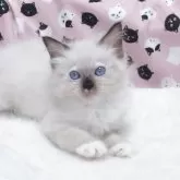 ラグドール【大阪府・女の子・2025年7月8日・シールポイントミテッド】の写真1