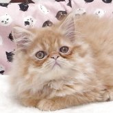 エキゾチックショートヘア