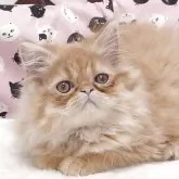 エキゾチックショートヘア