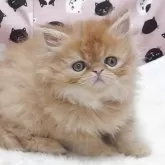 エキゾチックショートヘア