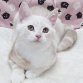 スコティッシュフォールド(立ち耳)