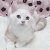 スコティッシュフォールド(立ち耳)