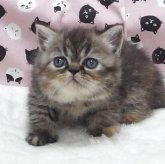 エキゾチックショートヘア