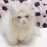 ミヌエット(短足)