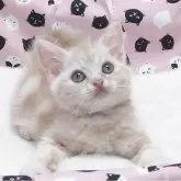 ミヌエット(長足)