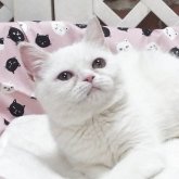 ミヌエット(長足)