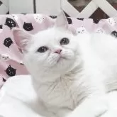 ミヌエット(長足)