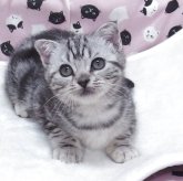 スコティッシュフォールド(折れ耳)