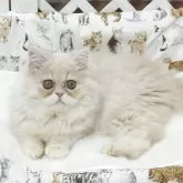 エキゾチックショートヘア