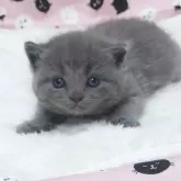 ミヌエット(長足)