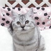 マンチカン(長足)