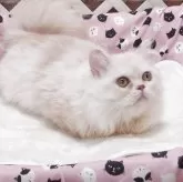 ミヌエット(短足)【大阪府・男の子・2025年7月20日・クリーム】の写真2