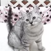 マンチカン(長足)【大阪府・男の子・2025年6月19日・シルバータビー】の写真2