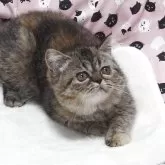 エキゾチックショートヘア【大阪府・女の子・2025年8月19日・ブラウンタビー】の写真2