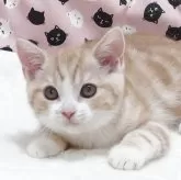 スコティッシュフォールド(立ち耳)【大阪府・男の子・2025年8月21日・クリームタビー】の写真2