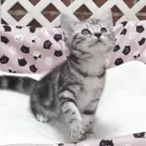 スコティッシュフォールド(立ち耳)【大阪府・女の子・2025年8月21日・シルバータビー】の写真2