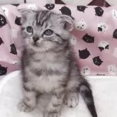 スコティッシュフォールド(折れ耳)【大阪府・男の子・2025年10月14日・シルバータビー】の写真2