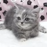 ミヌエット(長足)【大阪府・女の子・2025年6月8日・ブルークリーム】の写真2