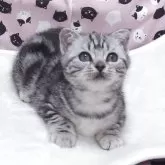 スコティッシュフォールド(折れ耳)【大阪府・女の子・2025年10月14日・シルバータビー】の写真2